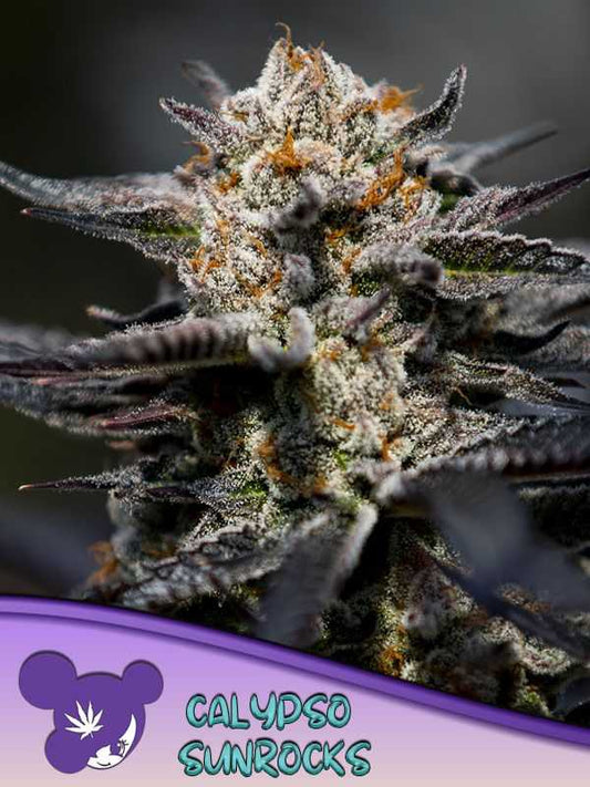 Calypso Sunrocks feminisierte Samen von Anesia Seeds mit großen, harzigen Buds und tropischem Aroma von Ananas und Apfel
