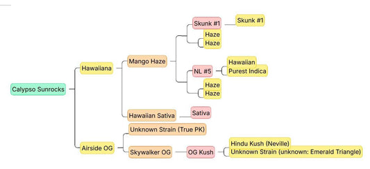 Genetik-Stammbaum der Sorte Calypso Sunrocks von Anesia Seeds mit Herkunft aus Hawaiiana, Airside OG, Mango Haze und OG Kush