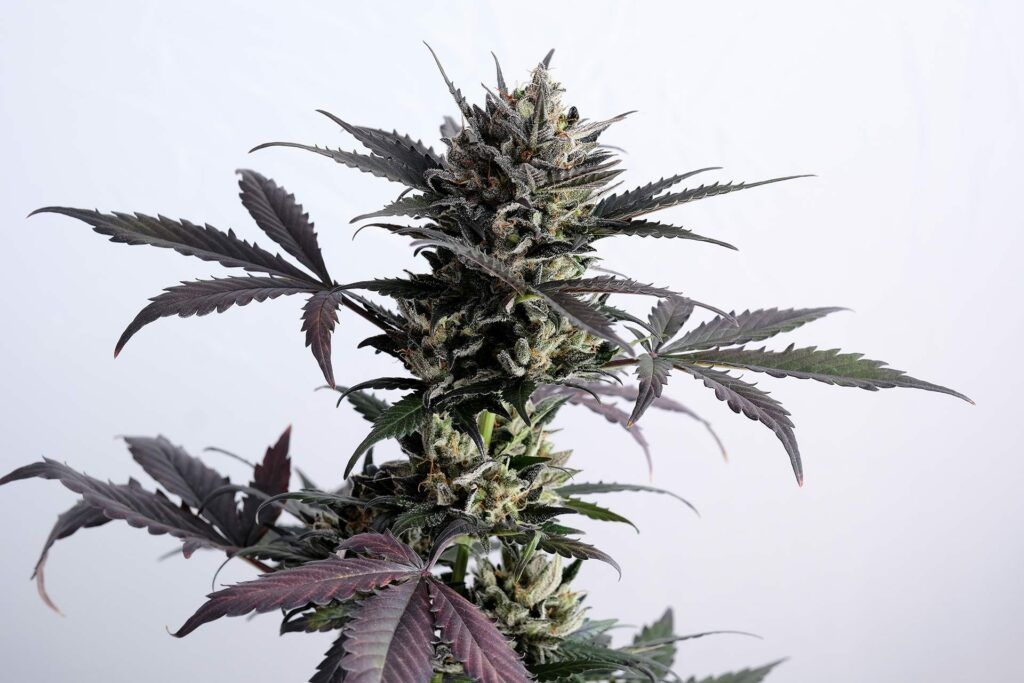 Lemon Haze Auto Cannabispflanze mit harzigen Blüten und dunklen Blättern