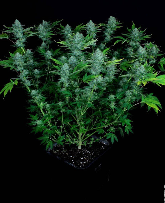 Nebula Cannabispflanze im Topf – kräftiger Sativa-Hybrid mit verzweigtem Wuchs, ideal für Indoor-Grow und Sea-of-Green-Setups.