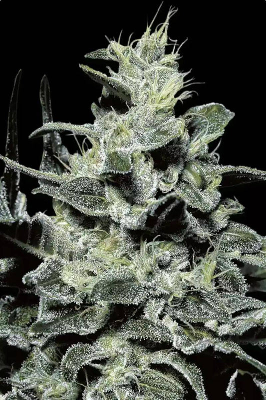Makroaufnahme der Nebula Blüte von Paradise Seeds – dicht mit glitzernden Trichomen bedeckt, sativa-dominant mit süßem Honig-Terpenprofil.

